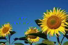 Ayçiçeği yağı ve ayçiçeği tohumu ithal edilecek 