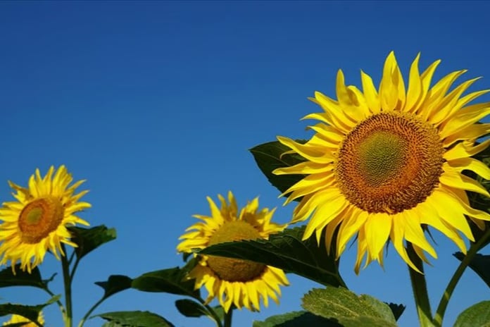 Ayçiçeği yağı ve ayçiçeği tohumu ithal edilecek 