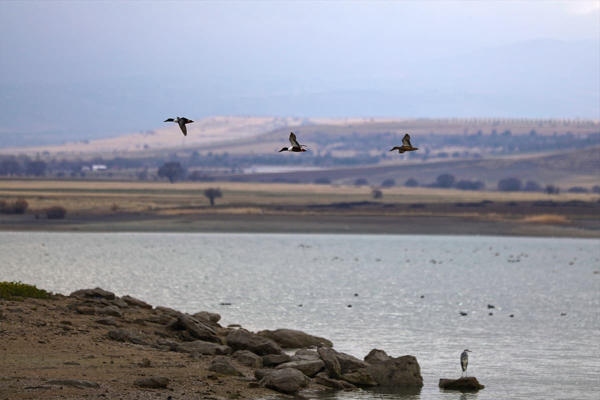 Elazığ'daki Cip Baraj Gölü farklı türde binlerce göçmen kuşu ağırlıyor