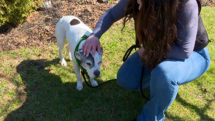 Köpeklerde çipin önemi ortay açıktı  - Fox56