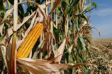 Zimbabve mısırda bolluk yaşadı: İthalat yasaklandı