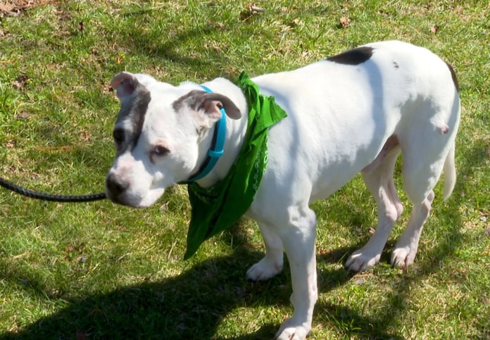 Forty isimli köpek - New York Post