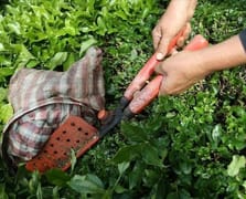 Türk çayı yılın ilk yarısında 104 ülkede alıcı buldu