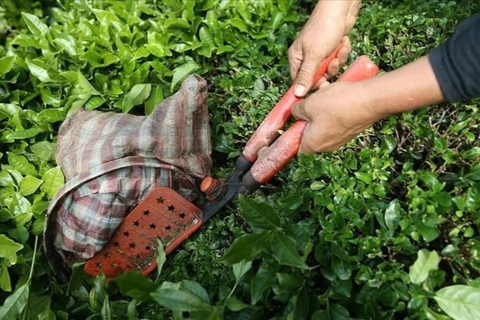 Türk çayı yılın ilk yarısında 104 ülkede alıcı buldu