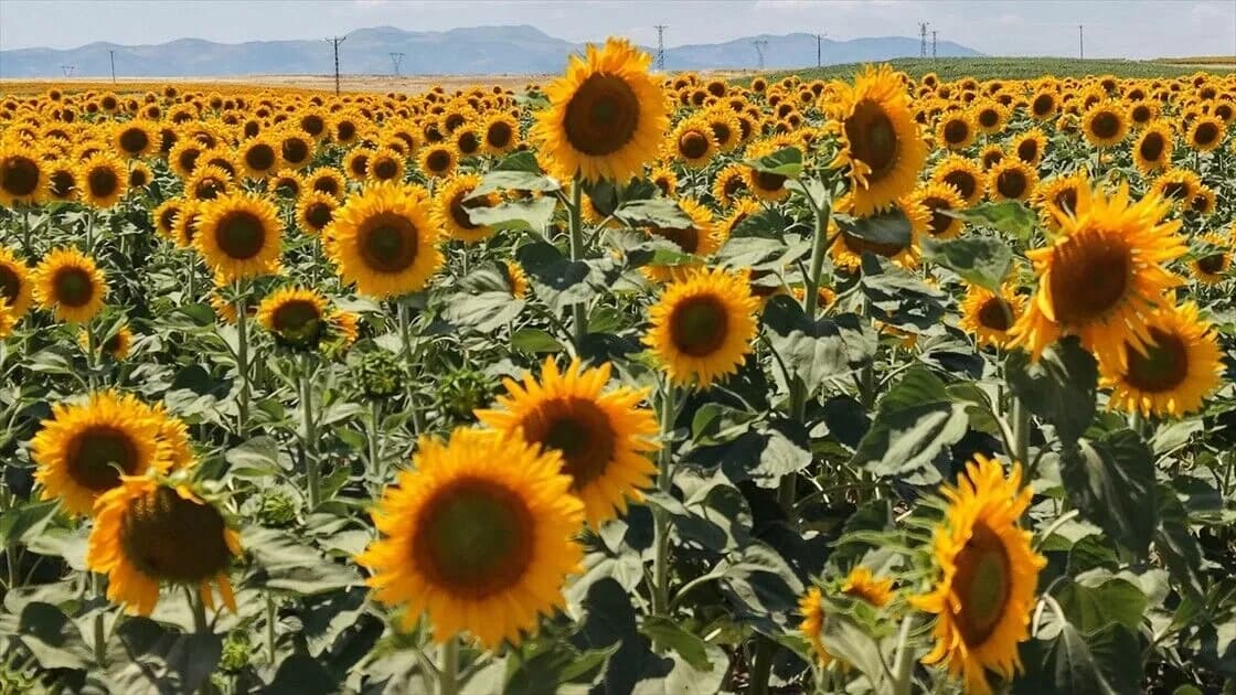 KARADENİZBİRLİK ayçiçeği alımlarına başladı