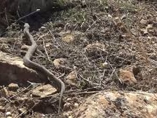 İstanbul'da görülen yılanlarla ilgili kritik uyarılar: Göz bebeklerine dikkat! 