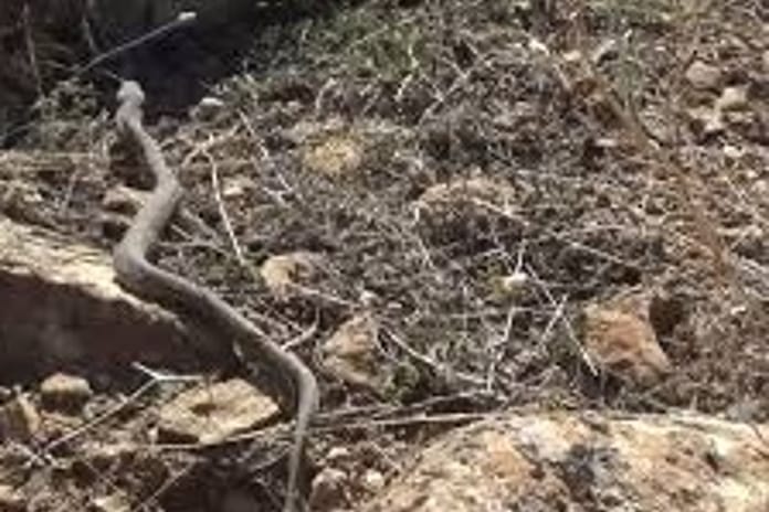 İstanbul'da görülen yılanlarla ilgili kritik uyarılar: Göz bebeklerine dikkat! 