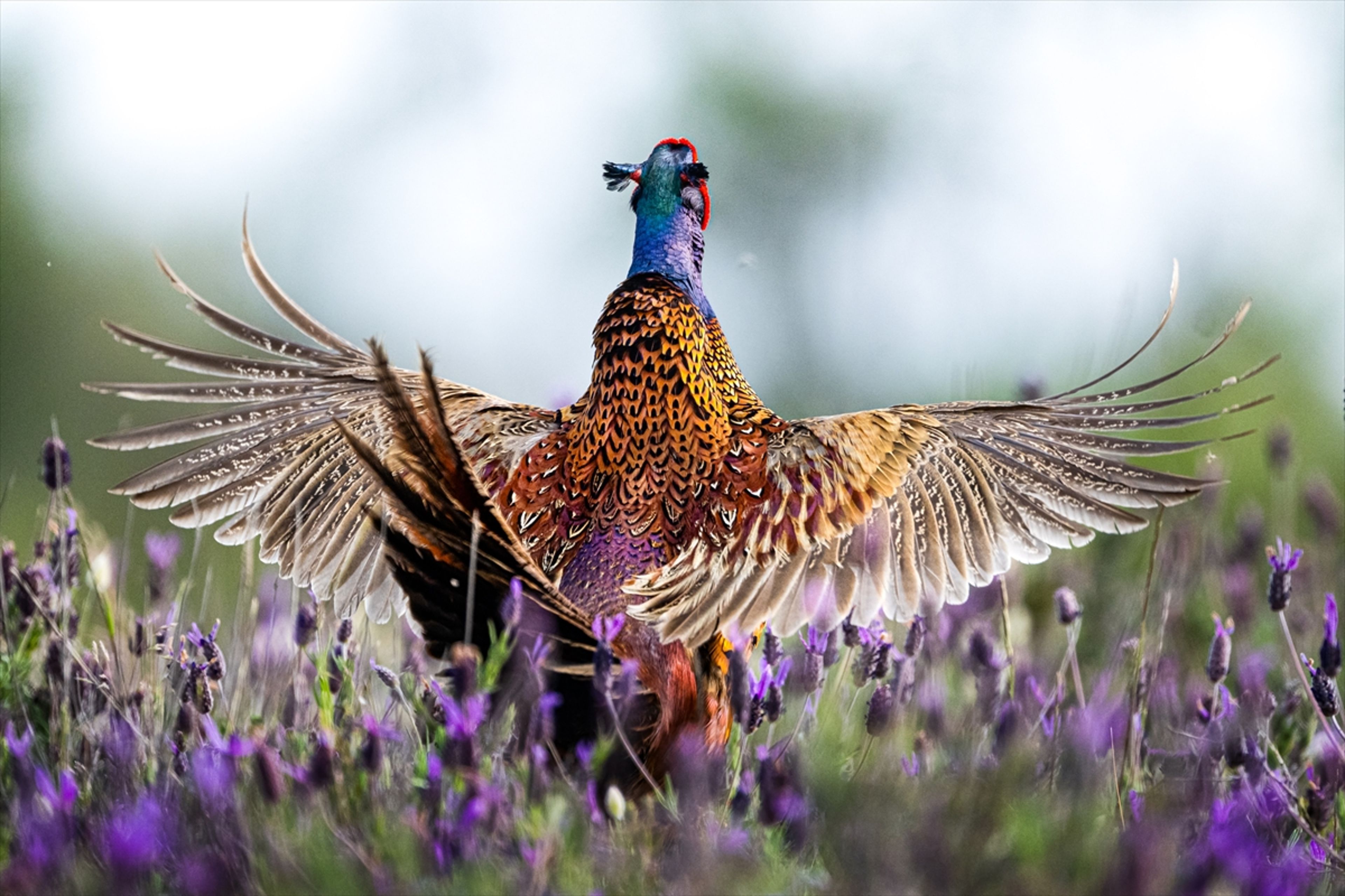 Galeri Fotoğrafı