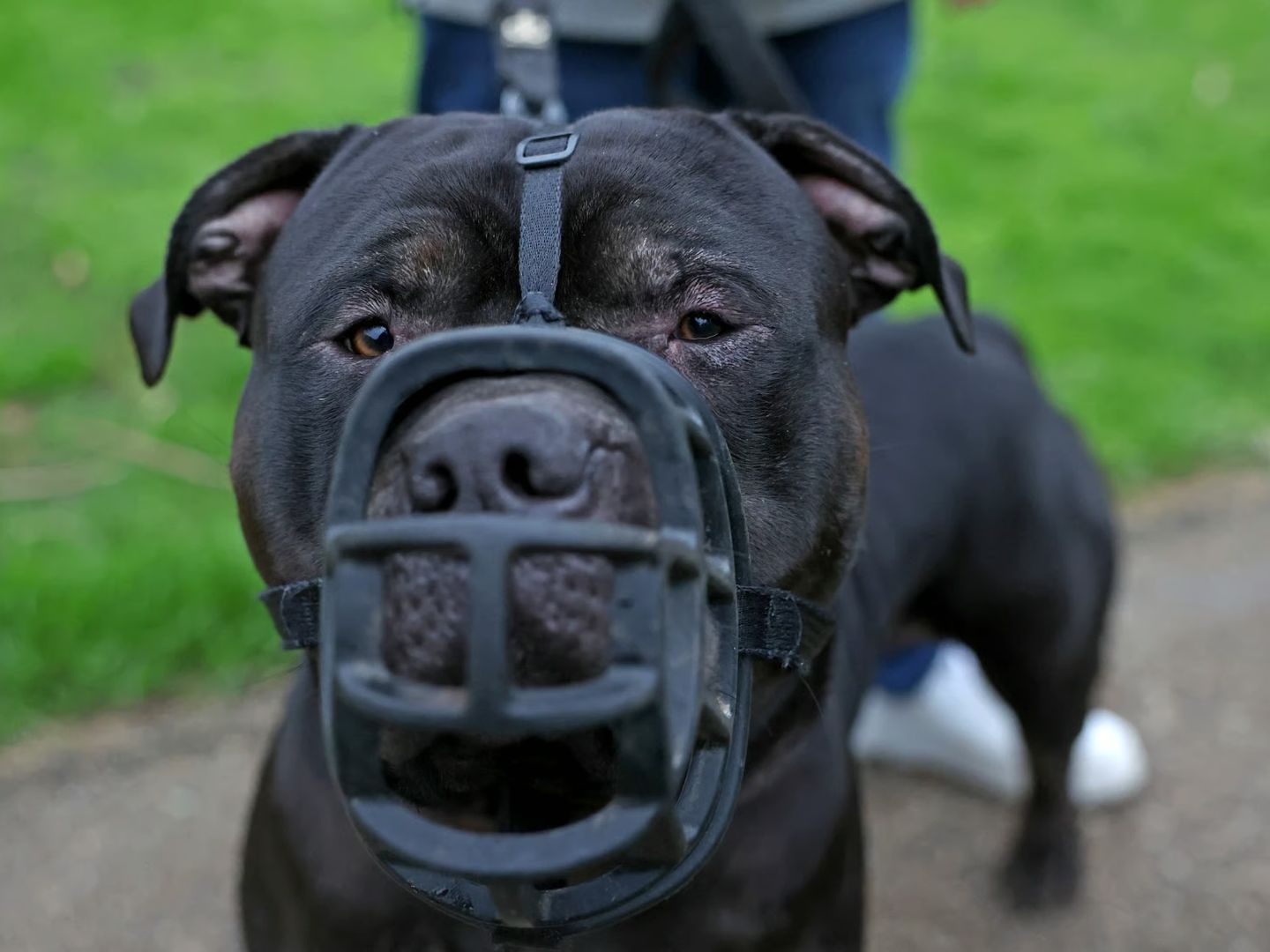 İngiltere'de tehlikeli köpeklerle çocukları yalnız bırakana ceza