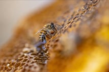 Türk balı yılın ilk yarısında 41 ülkede sofralarda yer buldu