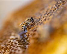 Türk balı yılın ilk yarısında 41 ülkede sofralarda yer buldu