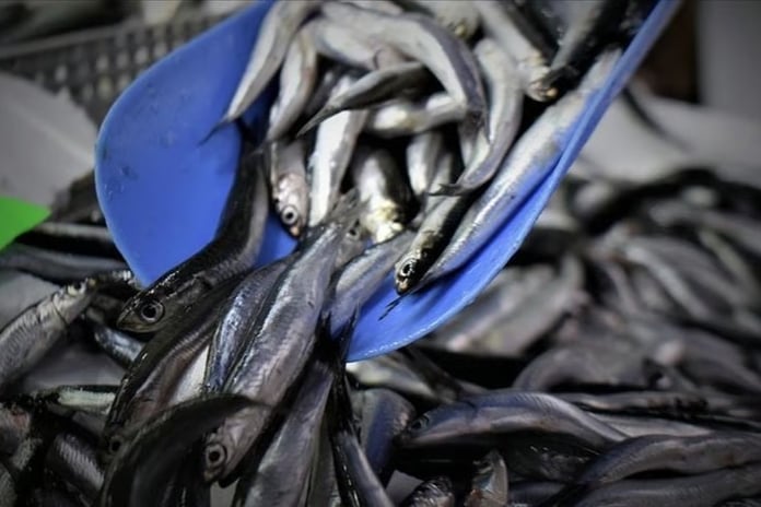 Hamsi yılın ilk yarısında 19 ülkeden alıcı buldu