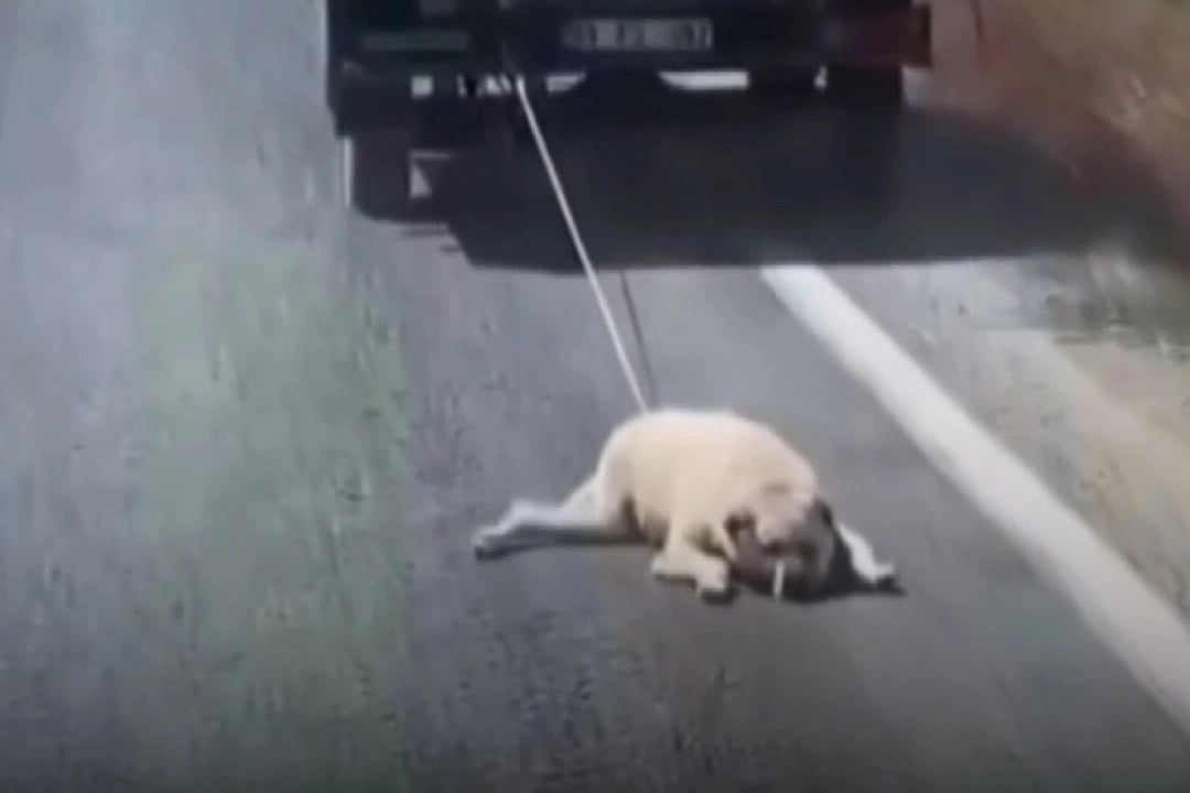 Köpeği bağlayıp sürükledi