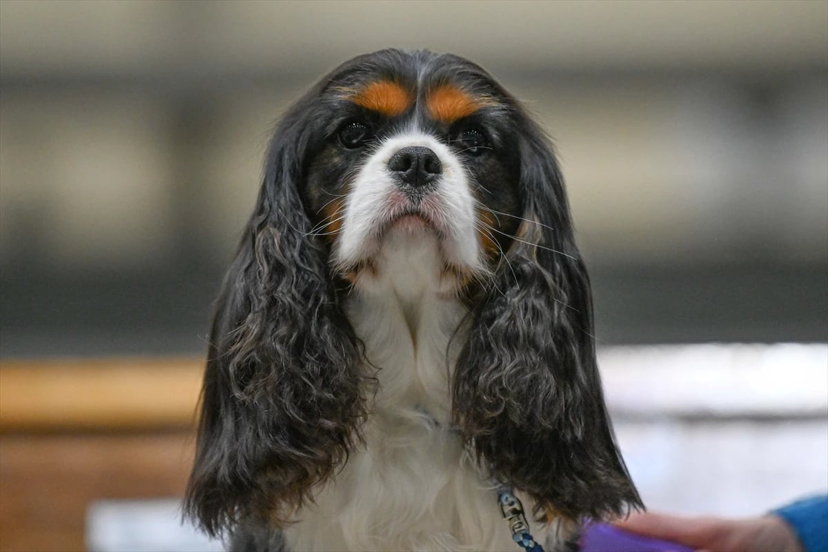 Dünyanın en büyük köpek gösterisi Crufts Birmingham'da devam ediyor