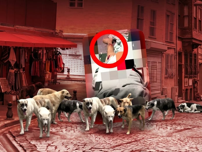 Van'da başıboş köpek dehşeti: 11 yaşındaki çocuk servis şoförü sayesinde kurtuldu