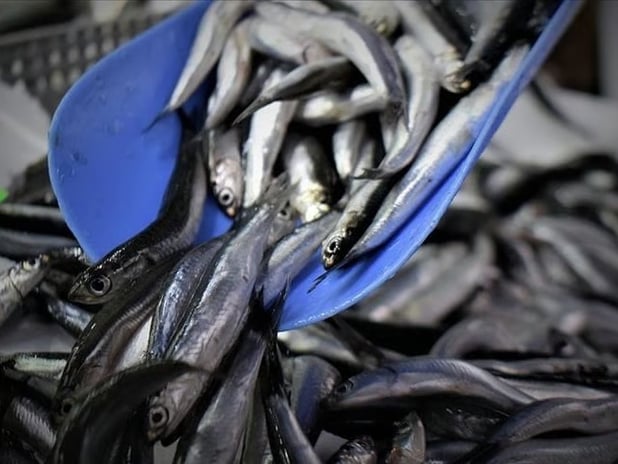 Hamsi yılın ilk yarısında 19 ülkeden alıcı buldu