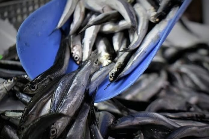 Hamsi yılın ilk yarısında 19 ülkeden alıcı buldu