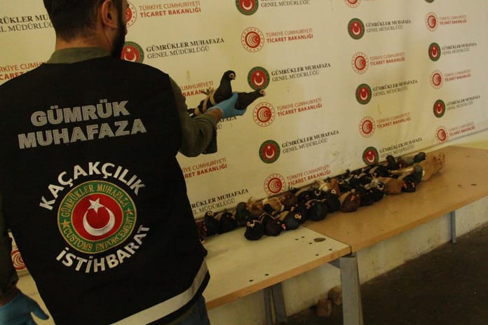 Ticaret Bakanlığından kaçak canlı hayvan ticaretine dev darbe