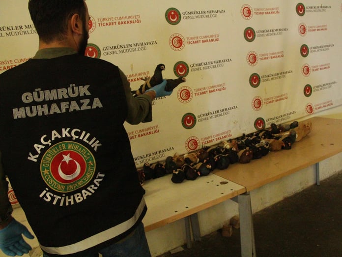 Kaçak canlı hayvan ticaretine geçit yok