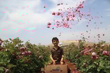 Gül bahçeleri İdlib halkının geçim kaynağı oldu