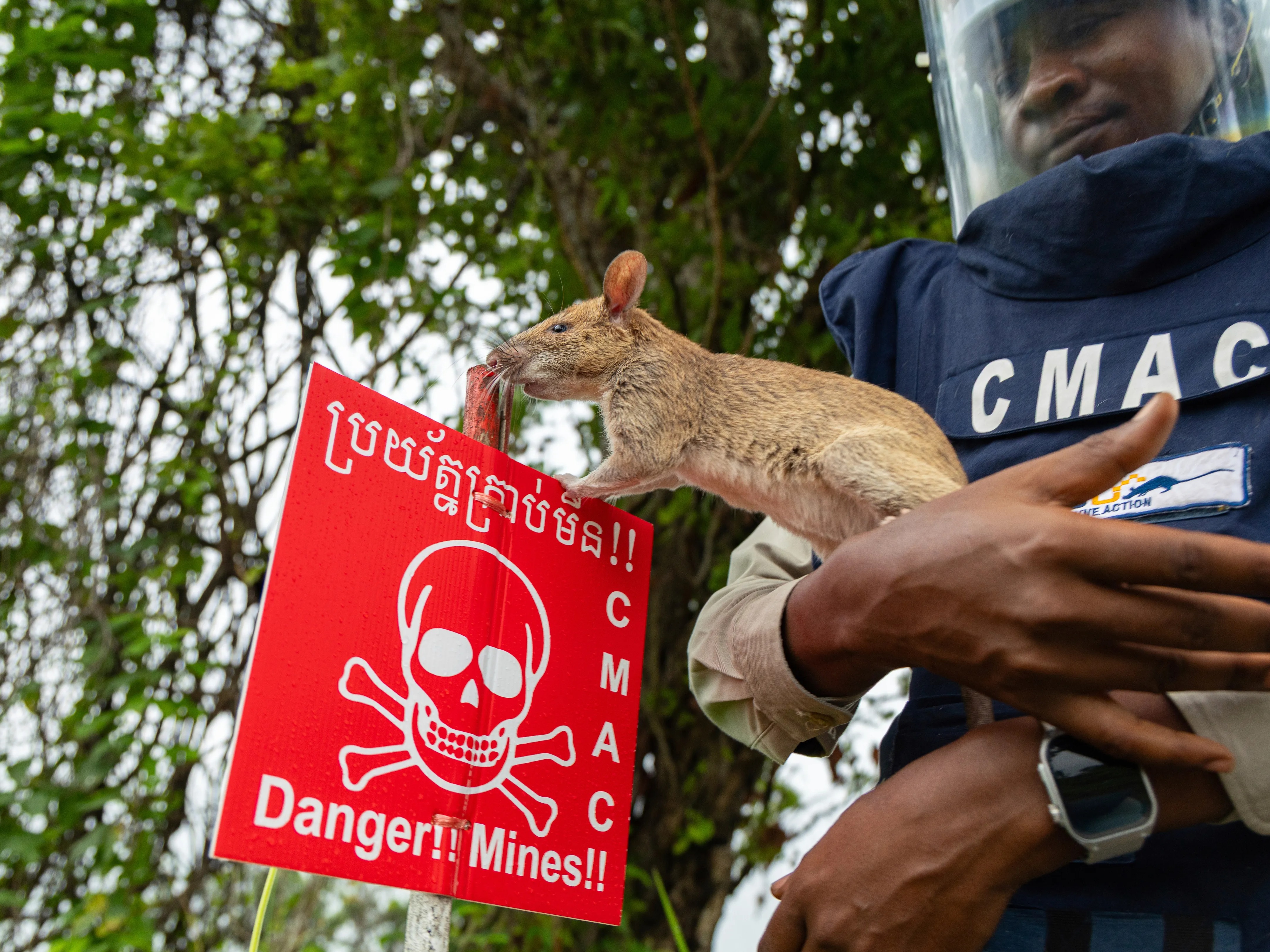 Cambodia Trains Rats To Detect Landmines, Save Lives