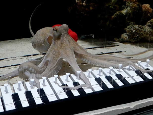 Müzisyen Mattias Krantz, ahtapotuna piyano çalmayı öğretti