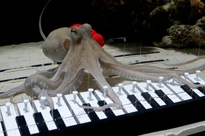 Müzisyen Mattias Krantz, ahtapotuna piyano çalmayı öğretti