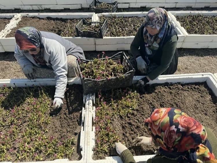 Gören bu bitkiyi ekmeye koşuyor: Kilosu tam 12 bin lira!