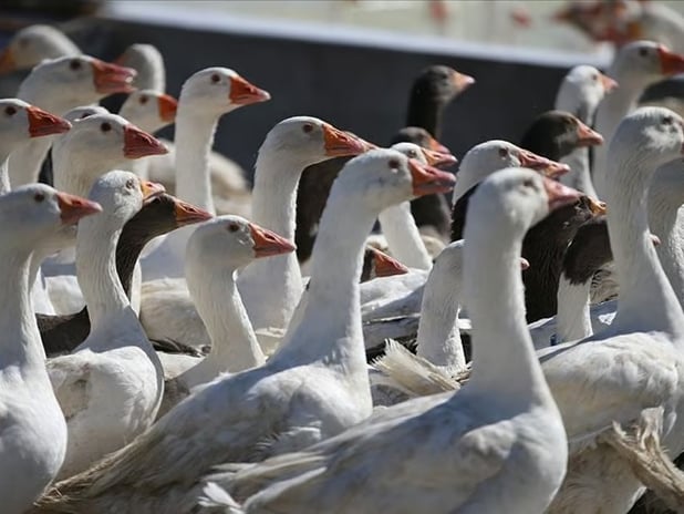 Kanada'da kazlar karargahı bastı