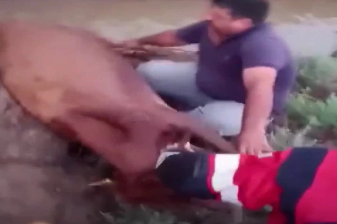 Kanala düşen 2 inek kurtarıldı