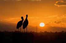 Kızılırmak deltası gökyüzünün gerçek sahiplerine ev sahipliği yapıyor