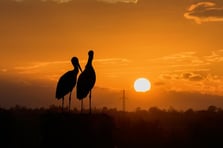 Kızılırmak deltası gökyüzünün gerçek sahiplerine ev sahipliği yapıyor