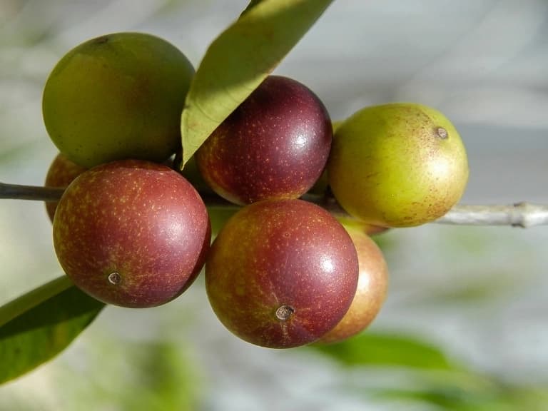 Camu-camu meyvesinin faydaları