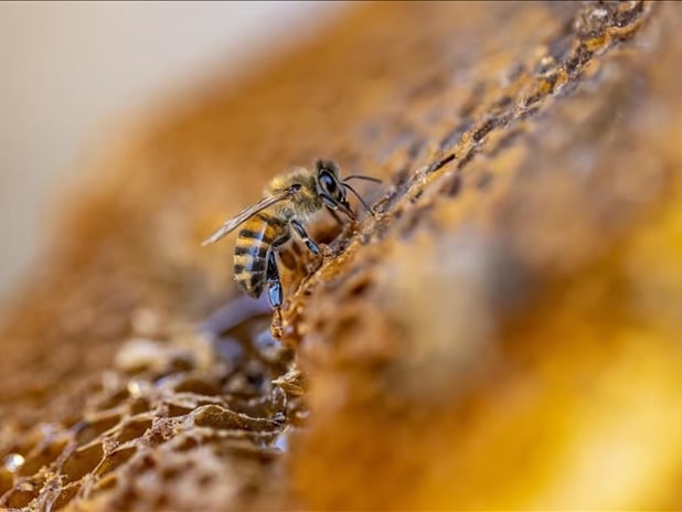 Türk balı yılın ilk yarısında 41 ülkede sofralarda yer buldu