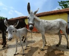 Türkiye'de tek tırnaklı hayvan varlığı 20 yılda rekor seviyede azaldı