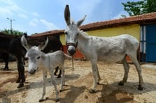 Türkiye'de tek tırnaklı hayvan varlığı 20 yılda rekor seviyede azaldı