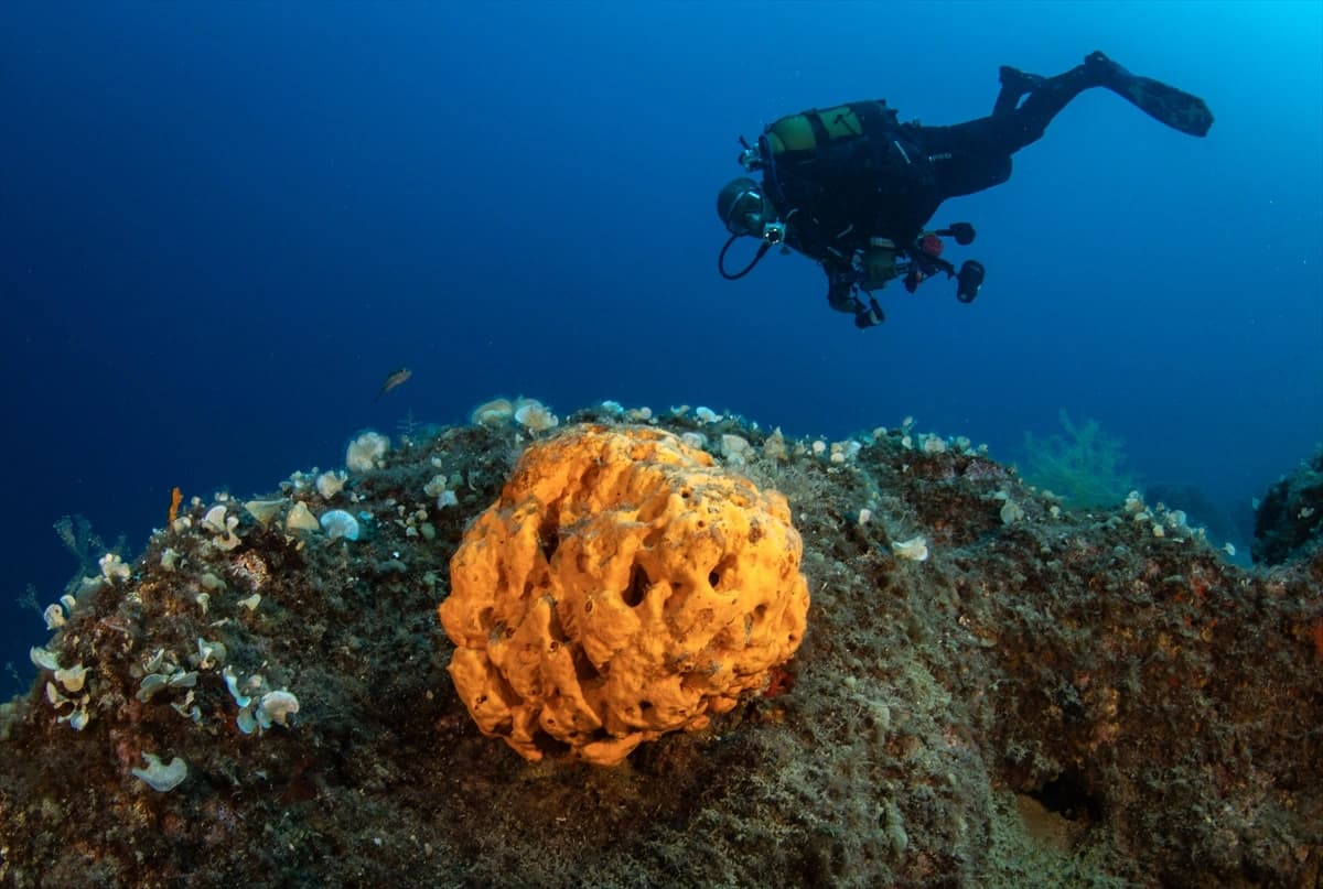 Denizin altındaki dünya Karaburun'da keşfediliyor