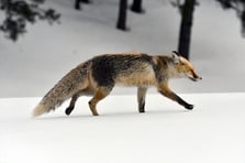 Yaban hayvanları beyaz örtüde yiyecek arıyor