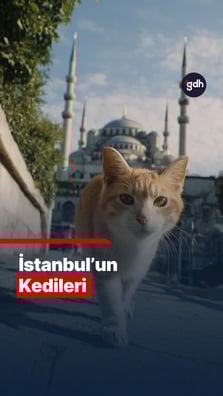 İstanbul'un Kedileri