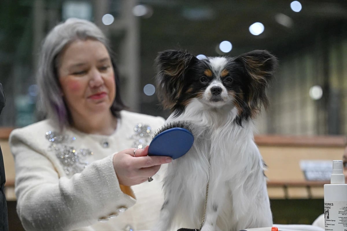 Dünyanın en büyük köpek gösterisi Crufts Birmingham'da devam ediyor