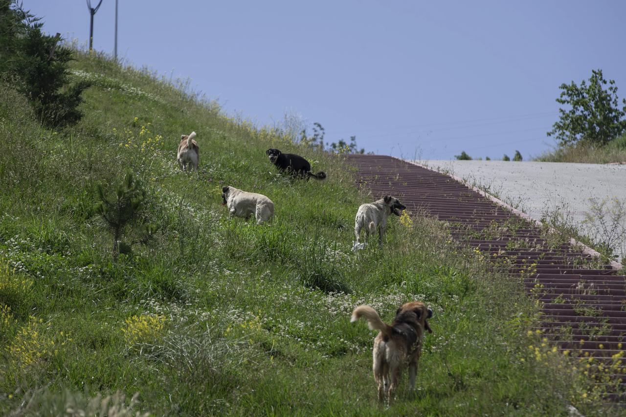 Hastalıktan ölen köpeklerin mezarlarını kazarak yerlerini değiştirmeye çalıştılar