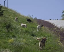 Hastalıktan ölen köpeklerin mezarlarını kazarak yerlerini değiştirmeye çalıştılar