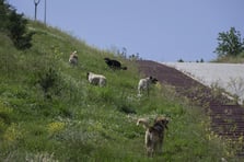 Hastalıktan ölen köpeklerin mezarlarını kazarak yerlerini değiştirmeye çalıştılar
