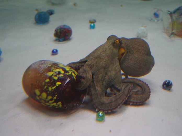 Ahtapotlar sanatla buluştu: Japon sanatçının sıra dışı deneyimi