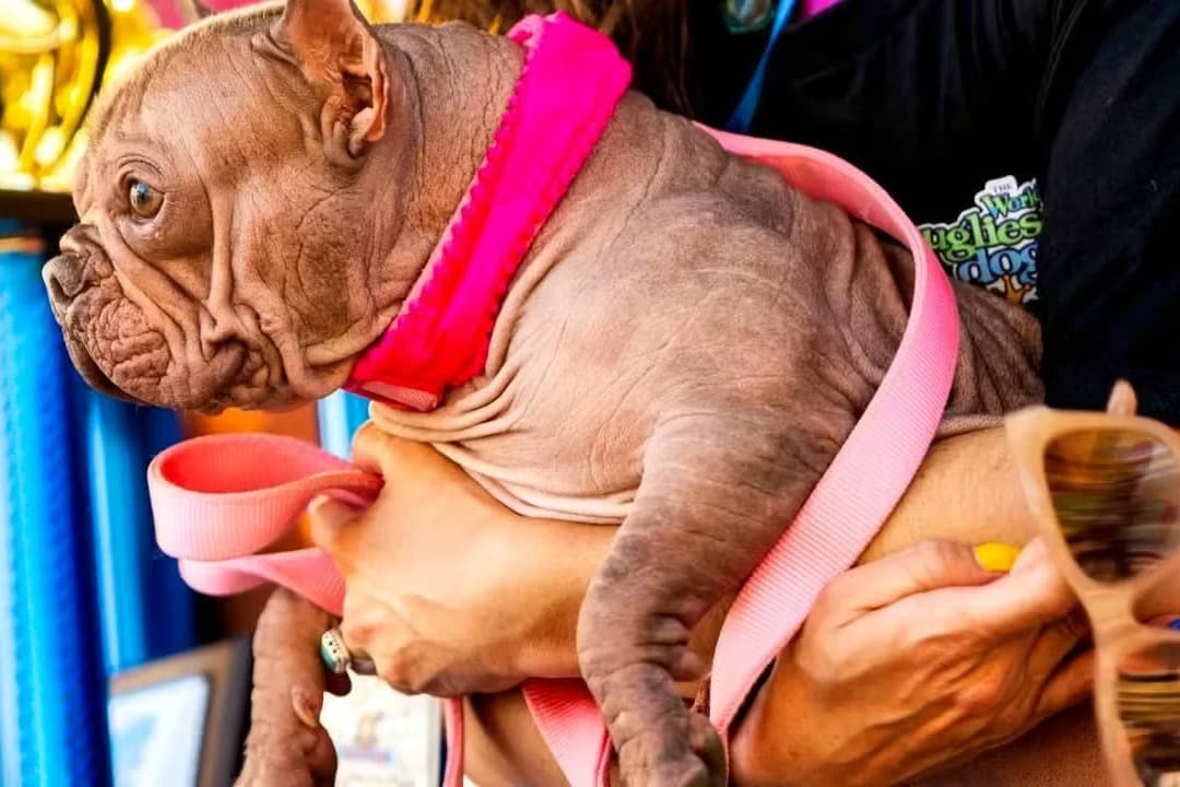 ABD'de dünyanın en çirkin köpeği seçildi