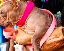 ABD'de dünyanın en çirkin köpeği yarışması düzenlendi