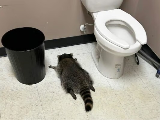 ABD'de sarhoş rakun içki dükkanını dağıtıp banyoda sızdı