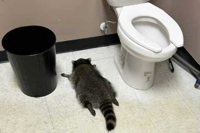 ABD'de sarhoş rakun içki dükkanını dağıtıp banyoda sızdı