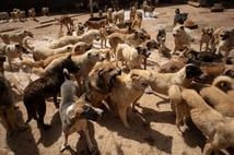 Kampüs değil köpek barınağı: 20 köpek saldırdı