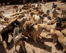 Kampüs değil köpek barınağı: 20 köpek saldırdı